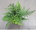 6" Fern Austral Gem  